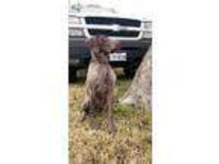 German Shorthaired Pointer Puppy for sale in Arlington, TX, USA
