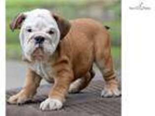 Bulldog Puppy for sale in Fort Worth, TX, USA