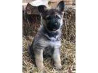 German Shepherd Dog Puppy for sale in Farmville, NC, USA