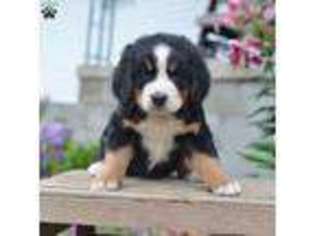 Bernese Mountain Dog Puppy for sale in Navarre, OH, USA