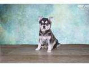 Alaskan Klee Kai Puppy for sale in Saint George, UT, USA