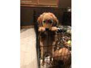 Golden Retriever Puppy for sale in Gardner, KS, USA