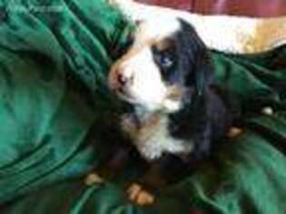 Bernese Mountain Dog Puppy for sale in Shelby, NC, USA