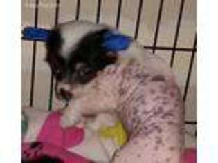Chinese Crested Puppy for sale in Knoxville, TN, USA