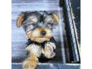 Yorkshire Terrier Puppy for sale in Chesterfield, VA, USA