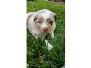 Australian Shepherd Puppy for sale in Marshville, NC, USA