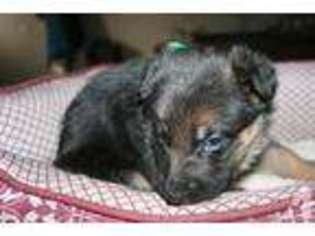 Mutt Puppy for sale in TRENTON, TX, USA
