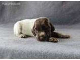 German Shorthaired Pointer Puppy for sale in Stevens, PA, USA