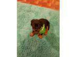 Rottweiler Puppy for sale in Coulee Dam, WA, USA