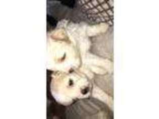 Shorkie Tzu Puppy for sale in Bridgeport, CT, USA
