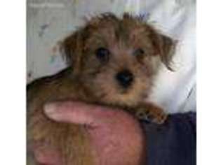 Medium Photo #1 Norfolk Terrier Puppy For Sale in Peace Valley, MO, USA