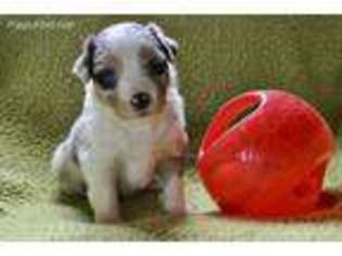 Miniature Australian Shepherd Puppy for sale in Andalusia, AL, USA