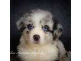 Australian Shepherd Puppy for sale in Hart, MI, USA
