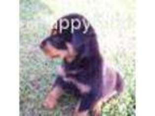 Rottweiler Puppy for sale in Brandon, MS, USA