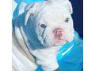 Olde English Bulldogge Puppy for sale in Northridge, CA, USA