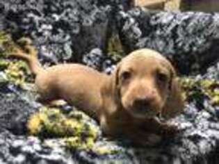 Dachshund Puppy for sale in Ararat, NC, USA