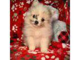 Pomeranian Puppy for sale in Godwin, NC, USA