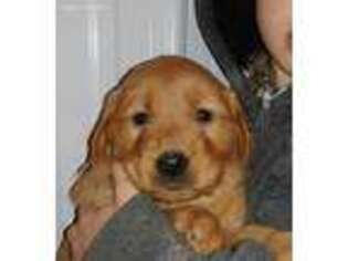 Golden Retriever Puppy for sale in Elma, IA, USA