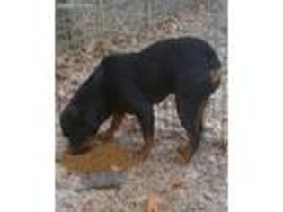Rottweiler Puppy for sale in Jamesport, MO, USA