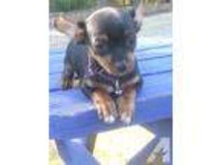 Chihuahua Puppy for sale in WIRTZ, VA, USA