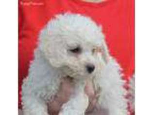 Bichon Frise Puppy for sale in Franktown, CO, USA