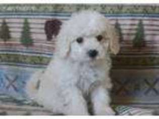 Mutt Puppy for sale in Warminster, PA, USA
