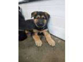 German Shepherd Dog Puppy for sale in Dyersville, IA, USA