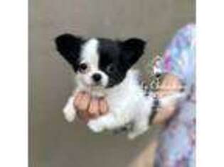 Chihuahua Puppy for sale in Houma, LA, USA