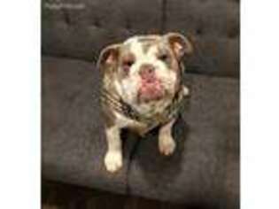 Bulldog Puppy for sale in Franklinville, NJ, USA