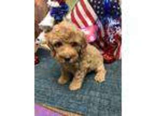 Goldendoodle Puppy for sale in Damascus, AR, USA