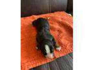 Bernese Mountain Dog Puppy for sale in Cameron, TX, USA