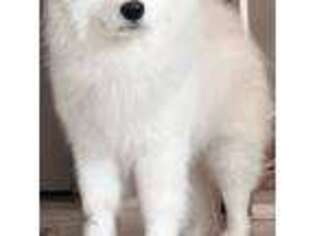 Samoyed Puppy for sale in Chino, CA, USA