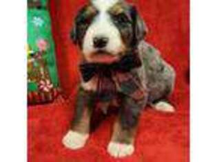 Mutt Puppy for sale in Whitewood, SD, USA