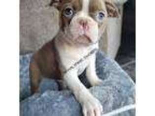 Boston Terrier Puppy for sale in Findlay, OH, USA