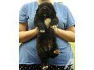 Newfoundland Puppy for sale in BOWMAN, GA, USA