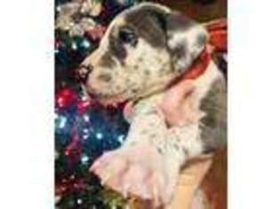 Great Dane Puppy for sale in Bloomfield, IN, USA