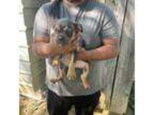 Olde English Bulldogge Puppy for sale in Dallas, TX, USA