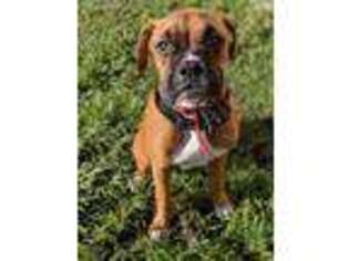 Boxer Puppy for sale in Riverview, FL, USA