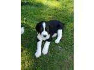 English Springer Spaniel Puppy for sale in Aitkin, MN, USA