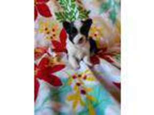 Chihuahua Puppy for sale in Saint Paris, OH, USA