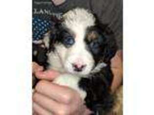 Bernese Mountain Dog Puppy for sale in Canaseraga, NY, USA