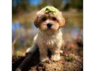 Mutt Puppy for sale in Ben Wheeler, TX, USA