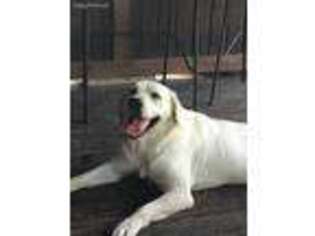 Labrador Retriever Puppy for sale in Allegan, MI, USA