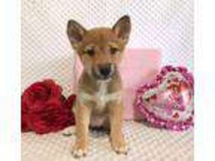 Shiba Inu Puppy for sale in Middlebury, IN, USA