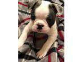 Boston Terrier Puppy for sale in Lake Spring, MO, USA