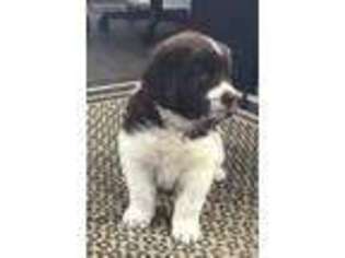 Newfoundland Puppy for sale in Scottville, MI, USA
