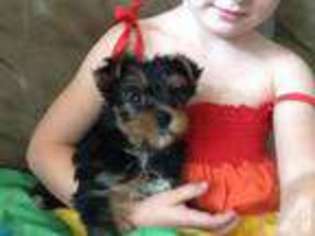 Yorkshire Terrier Puppy for sale in WINDERMERE, FL, USA