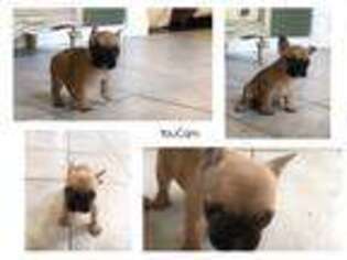 French Bulldog Puppy for sale in Roy, UT, USA
