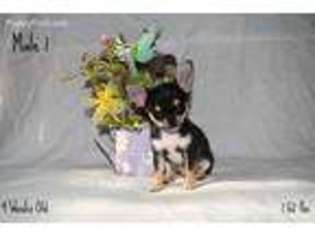 Chihuahua Puppy for sale in Cedar Springs, MI, USA