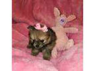 Pomeranian Puppy for sale in Los Angeles, CA, USA